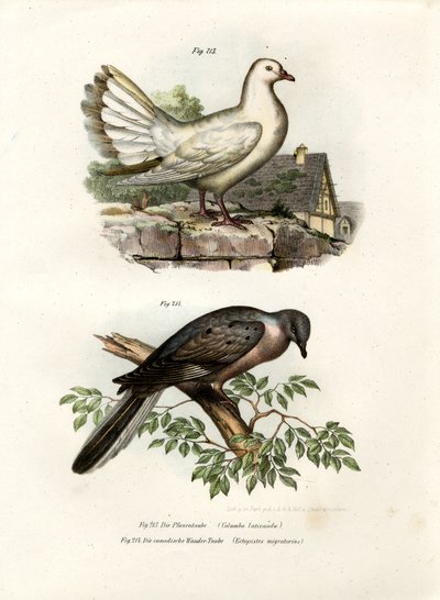 Peacock Pigeon by German School